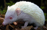 albino hedgehog